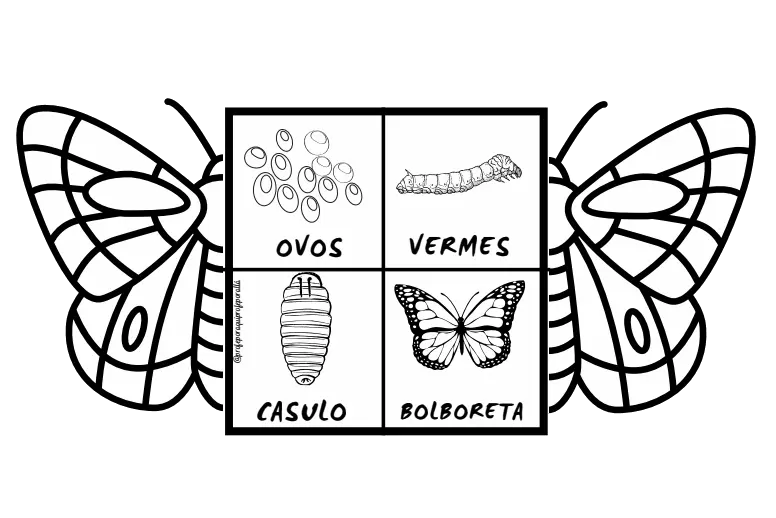 dibujos para colorear del ciclo de vida de las mariposas